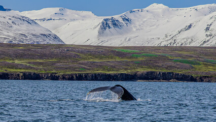 Walbeobachtung Dalvik in Nordisland, Europa