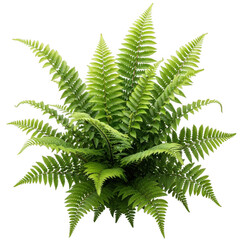 Lush green fern plant