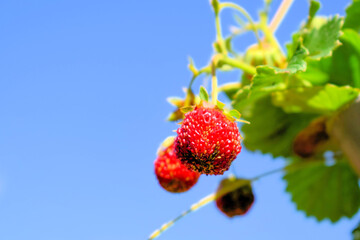 ripe red strawberries on the plant, close-up from below with clear sky background