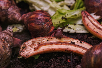 A large snail with a brown shell near a part of a banana. © lapis2380