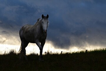Schimmel im hohen Gras vor Gewitterwolken © Grubärin