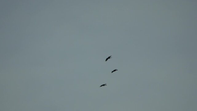 Birds flying silhouettes of three dark creatures soaring across a vast, gloomy gray sky.