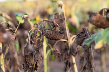 Naturally dried sunflowers in a field. Selective focus.