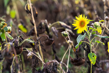 Blooming sunflower in a dried-out sunflower field.