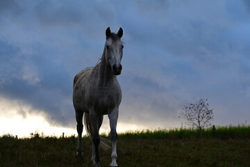 Schimmel im hohen Gras vor Gewitterwolken © Grubärin