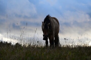 Kleines Pferd in hohem trockenen Gras mit Maulkorb als Fressbremse