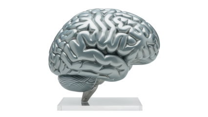 Silver human brain model isolated PNG, anatomical representation of the central nervous system for medical and educational purposes