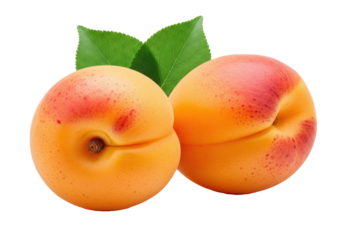 Two fresh, ripe apricots with fuzzy orange-yellow skin and reddish blush, one with stem, one with furrow, green leaves, on a transparent background. Concept of healthy eating