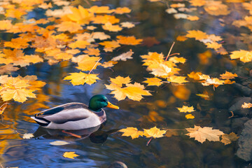 Mallard duck (Anas platyrhynchos) swimming on a park pond among golden autumn leaves, background or wallpaper