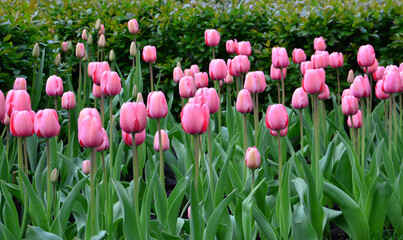 Vibrant Pink Tulips Blooming in a Spring Garden wallpaper