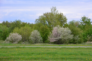 Spring Landscape with Blooming Trees and Green Grass and walkway
