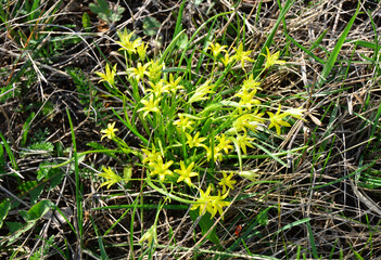 Cluster of Bright Yellow Star-Shaped Wildflowers in Spring Grass close up
