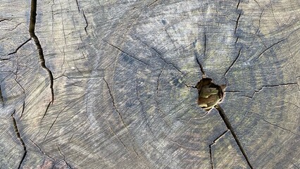 The wood surface shows a natural texture with small cracks and holes, giving an old and natural...