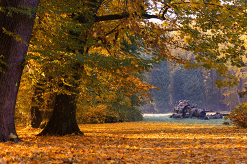 Golden autumn morning in the park with sun rays, natural background or travel wallpaper