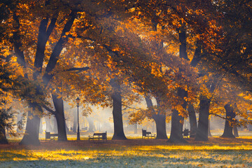 Golden autumn morning in the park with sun rays, natural background or travel wallpaper