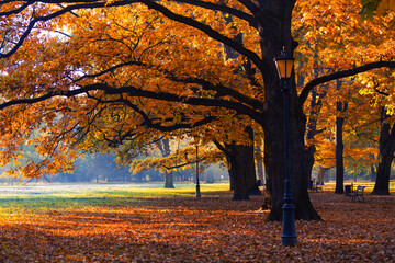 Golden autumn morning in the park with sun rays, natural background or travel wallpaper