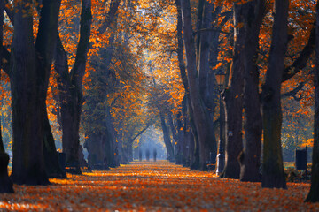 Golden autumn path in the morning park surrounded by trees and fallen leaves, wallpaper or background
