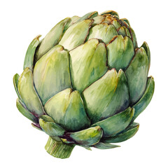 Obraz premium Artichoke watercolor artwork, high-quality professional vector illustration isolated on a white background.
