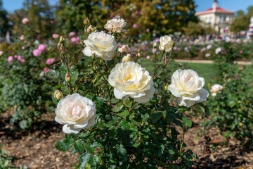 Cream roses in a garden bed