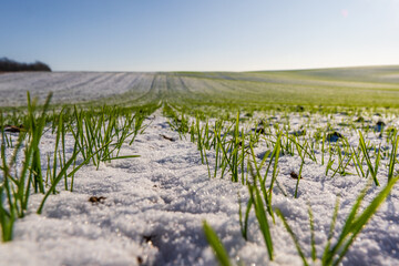 A field of snow covered grass. The snow is white and the grass is green © Роман Булатов