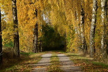 Obraz premium Wunderschöner Weg durch herbstlich gefärbte Birkenallee
