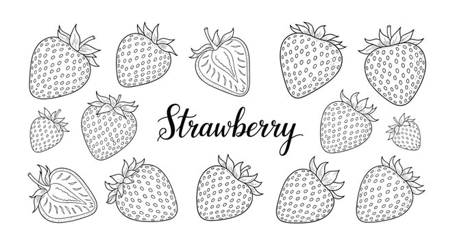 Detailed collection of hand drawn strawberry sketches including whole and sliced fruit with elegant cursive typography for food labels.