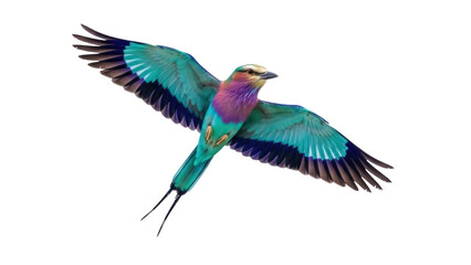 Isolated lilac-breasted roller in flight, a vibrant exotic bird showing off blue and purple wings