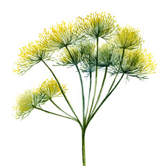 Fototapeta premium Stylized watercolor Dill vector, modern artistic illustration with high-quality details on a pure white background.