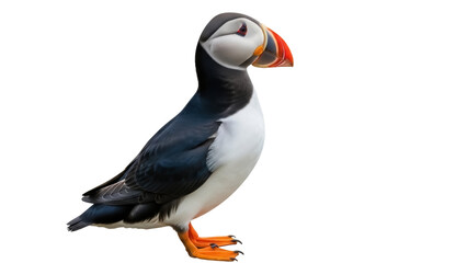 Isolated Atlantic puffin showing colorful beak, cute seabird is standing on its bright feet