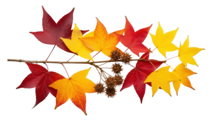 Isolated fall branch with maple leaves and sweetgum seed pods, colorful autumn foliage