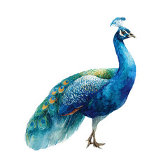Obraz premium Watercolor painting of Peacock, detailed and artistic vector illustration on a white background.