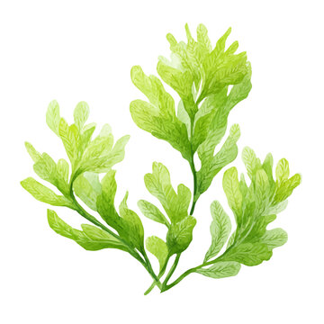 Watercolor Elodea vector, artistic painting style, high-resolution illustration on a pure white background.