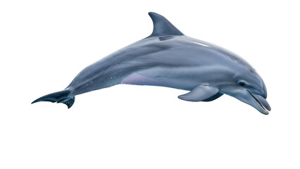 Obraz premium Isolated Bottlenose Dolphin swimming gracefully, showing sleek skin, marine mammal in motion