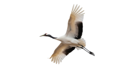 Isolated flying crane graceful in its elegance with wings spread in nature flight motion