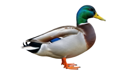 Isolated Mallard Duck, a beautiful adult male standing calmly in a portrait style image