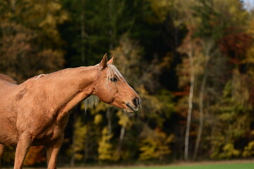 Schönes Pferd, gold schimmernd, steht vor herbstlich verfärbten Wald © Grubärin