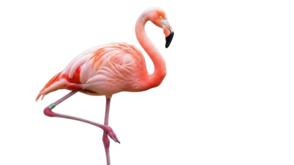 Isolated flamingo standing on one leg, side view with long neck, in full shot, single object