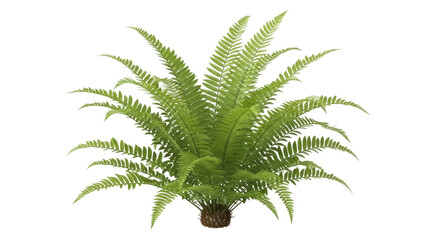 Isolated Boston fern plant, green fern with graceful fronds and full foliage, botany at home