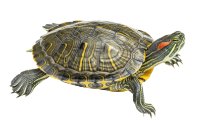 Isolated Red-Eared Slider Turtle close-up, exotic pet reptile with vivid shell pattern