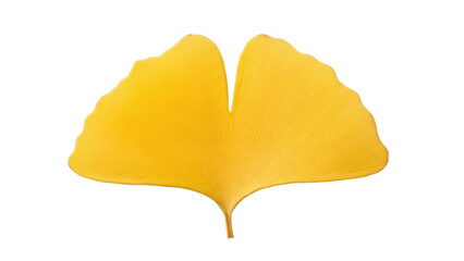 Naklejka premium Isolated Gingko Leaf in Autumnal Yellow Hue Symbolizing Longevity and Resilience