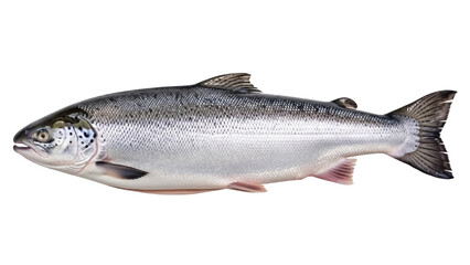 Isolated fish, fresh seafood for sale, saltwater species, silvery fish, fresh, delicious
