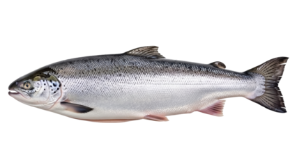 Isolated fish, fresh seafood for sale, saltwater species, silvery fish, fresh, delicious