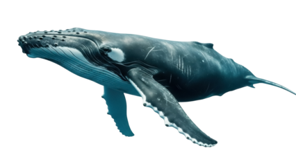 Isolated Humpback whale swims gracefully in the ocean, a marine animal with flippers and a tail