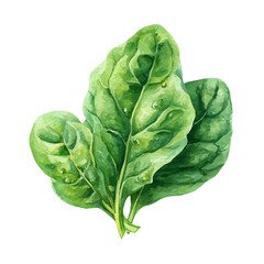 Obraz premium Watercolor Spinach Leaf vector, artistic painting style, high-resolution illustration on a pure white background.
