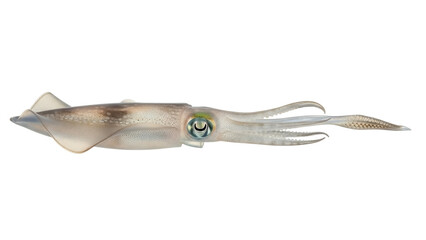 Isolated squid, a predatory marine animal in a sideways view and with detailed features