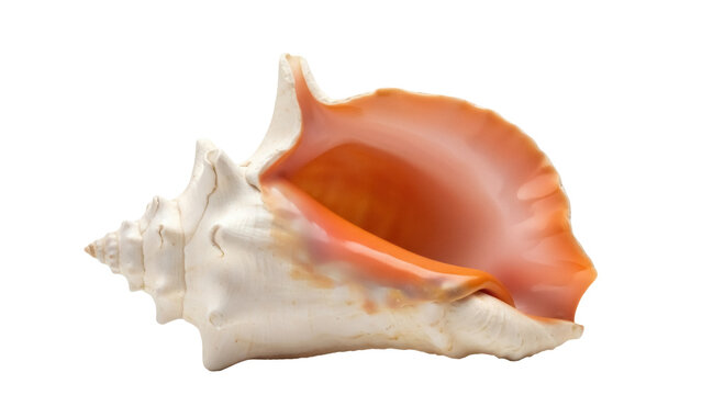 Isolated queen conch shell, a Caribbean sea shell in a studio shot, with a creamy exterior