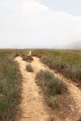 Mist in the paths of the moors of the Arcachon Basin in France