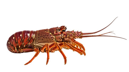 Isolated Spiny Lobster crawls forward, viewed from the side, offering restaurant seafood