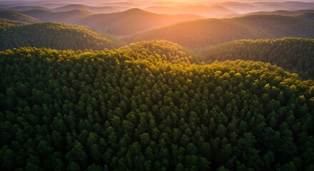 Aerial view of a sprawling green forest covering endless rolling hills at sunrise or sunset