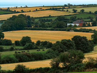 Golden fields and lush green patches dotted the countryside, with a traditional house at the end.